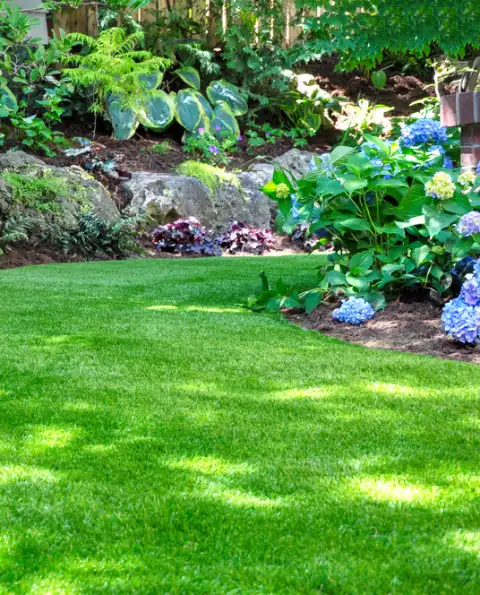 The edge of a lawn meeting a shaded planting border of blue hydrangeas, hostas and dark heuchera set among rocks and bark mulch.